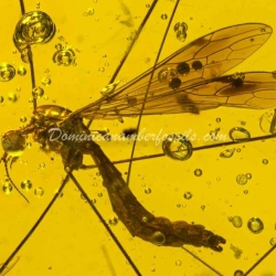 Diptera Tipulidae And Isoptera 11