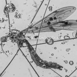 Diptera Tipulidae And Isoptera 12
