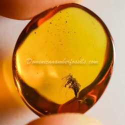 Dominican Amber Fossil Acacia Flower Inclusion 2