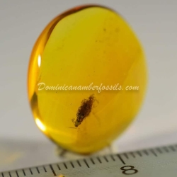 Dominican Amber Fossil Acacia Flower Inclusion 4