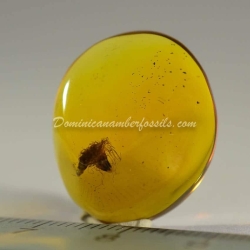 Dominican Amber Fossil Acacia Flower Inclusion 5