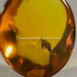 Dominican Amber Fossil Acacia Flower Inclusion 6