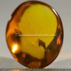 Dominican Amber Fossil Acacia Flower Inclusion 7