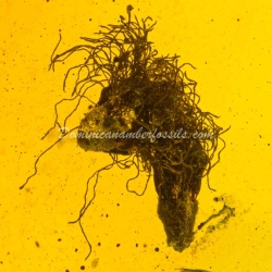 Dominican Amber Fossil Acacia Flower Inclusion 8