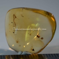 Dominican Amber Fossil Chilipoda Geophilomorpha Centipede 3