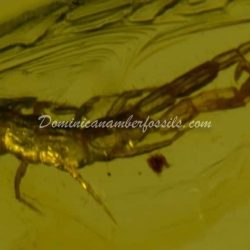 Dominican Amber Fossil Chilipoda Geophilomorpha Centipede 6