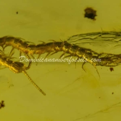 Dominican Amber Fossil Chilipoda Geophilomorpha Centipede 8