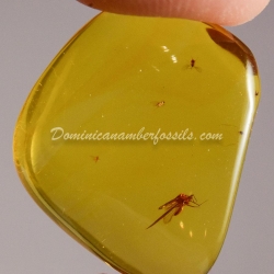 Dominican Amber Fossil Flying Insect V556 2