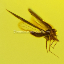 Dominican Amber Fossil Flying Insect V556 3