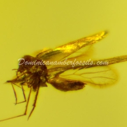 Dominican Amber Fossil Flying Insect V556 4