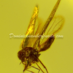 Dominican Amber Fossil Flying Insect V556 5