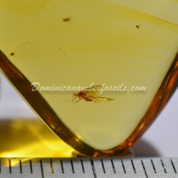 Dominican Amber Fossil Flying Insect V556 6