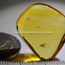 Dominican Amber Fossil Flying Insect V556 7