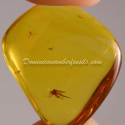 Dominican Amber Fossil Flying Insect V556