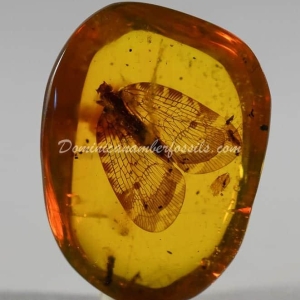 Dominican Amber Fossil Inclusion 10