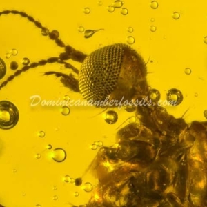 Dominican Amber Fossil Inclusion 15
