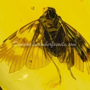 Dominican Amber Fossil Inclusion 34