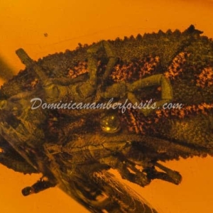 Dominican Amber Fossil Inclusion 35