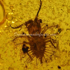 Dominican Amber Fossil Inclusion
