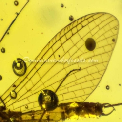 Dominican Amber Fossil Inclusion Ephemeroptera Mayfly 10