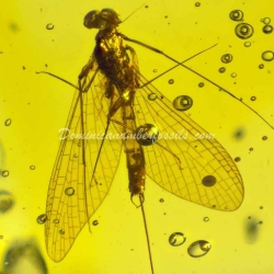 Dominican Amber Fossil Inclusion Ephemeroptera Mayfly 11