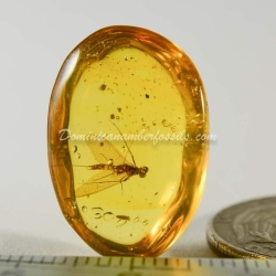 Dominican Amber Fossil Inclusion Ephemeroptera Mayfly 2