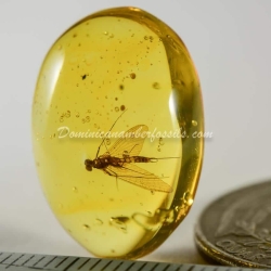 Dominican Amber Fossil Inclusion Ephemeroptera Mayfly 3