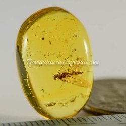 Dominican Amber Fossil Inclusion Ephemeroptera Mayfly 4