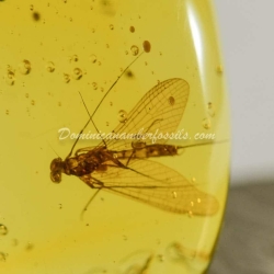 Dominican Amber Fossil Inclusion Ephemeroptera Mayfly 5