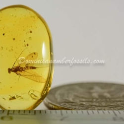 Dominican Amber Fossil Inclusion Ephemeroptera Mayfly 6