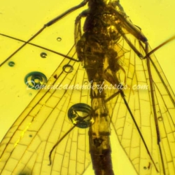 Dominican Amber Fossil Inclusion Ephemeroptera Mayfly 7