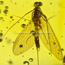 Dominican Amber Fossil Inclusion Ephemeroptera Mayfly 8