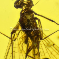 Dominican Amber Fossil Inclusion Ephemeroptera Mayfly 9