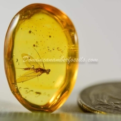 Dominican Amber Fossil Inclusion Ephemeroptera Mayfly