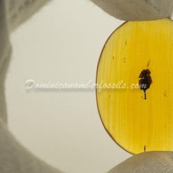 Dominican Amber Fossil Inclusion  Little Unburned Leaf 2