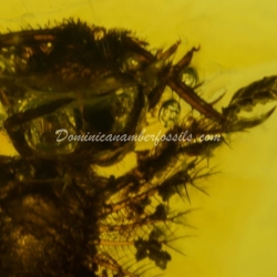 Dominican Amber Fossil Neuroptera Ascalaphidae Owlfly Larva 10