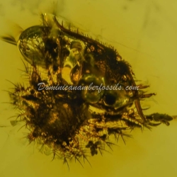 Dominican Amber Fossil Neuroptera Ascalaphidae Owlfly Larva 12
