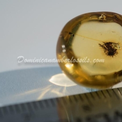 Dominican Amber Fossil Neuroptera Ascalaphidae Owlfly Larva 4