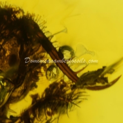 Dominican Amber Fossil Neuroptera Ascalaphidae Owlfly Larva 5