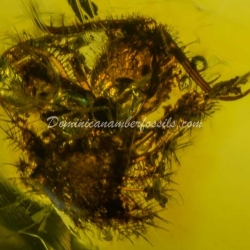 Dominican Amber Fossil Neuroptera Ascalaphidae Owlfly Larva 6