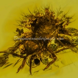 Dominican Amber Fossil Neuroptera Ascalaphidae Owlfly Larva 7