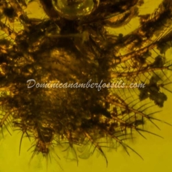 Dominican Amber Fossil Neuroptera Ascalaphidae Owlfly Larva 8