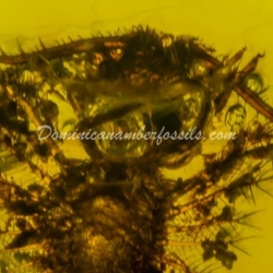 Dominican Amber Fossil Neuroptera Ascalaphidae Owlfly Larva 9