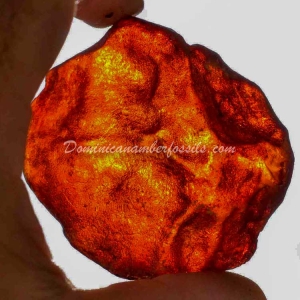 Dominican Amber Nugget 11