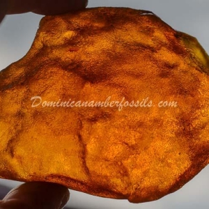 Dominican Amber Nugget 8