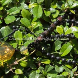 Dominican Amber Pendant With Diptera Fossil Inclusion  3