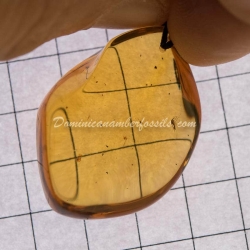 Dominican Amber Pendant With Diptera Fossil Inclusion  4