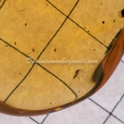 Dominican Amber Pendant With Diptera Fossil Inclusion  5