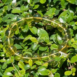 Dominican Amber Stretching Bracelet 2