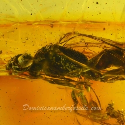 Dryinid Wasp 3